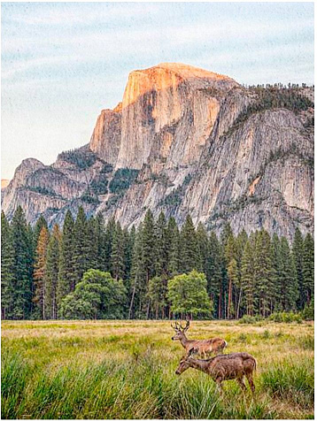 Ковер прямоугольник  в ассортименте, 1х2м купить в СОМ